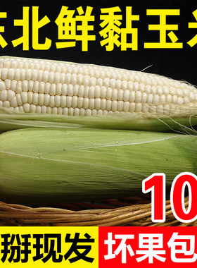 东北玉米新鲜甜糯笨玉米苞米棒子农家老式带皮生黏嫩玉米整箱10斤