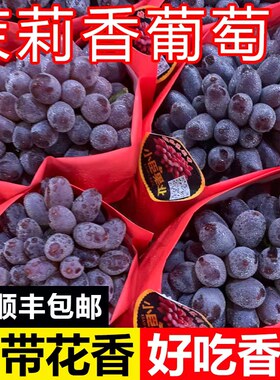 茉莉香葡萄新鲜无籽当季孕妇水果玫瑰香应季红提郁金香整箱包邮