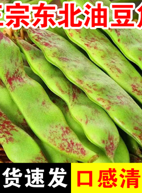 东北特产油豆角一点红开锅烂新鲜蔬菜九月青黑龙江整箱包邮5斤10