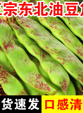 东北特产油豆角一点红开锅烂新鲜蔬菜九月青黑龙江整箱包邮5斤10