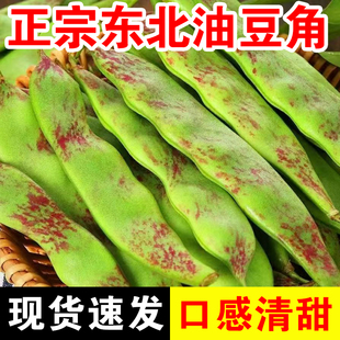 东北特产油豆角一点红开锅烂新鲜蔬菜九月青黑龙江整箱包邮5斤10