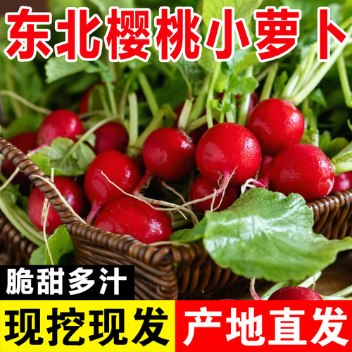 东北樱桃小萝卜新鲜红皮脆甜小萝卜现挖现发脆甜多汁产地直发蔬菜