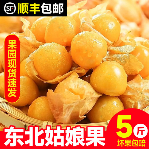 东北菇娘果新鲜现摘现发