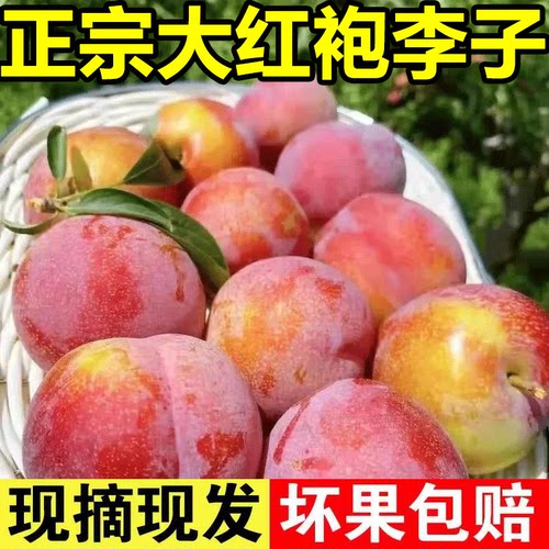 正宗大红袍李子现摘现发带果灰