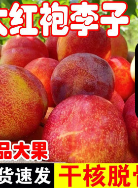 东北新鲜大红袍干核李子整箱包邮