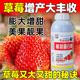 草莓增甜专用肥水果果树膨果着色水溶肥坐果期促果靓果甜蜜素