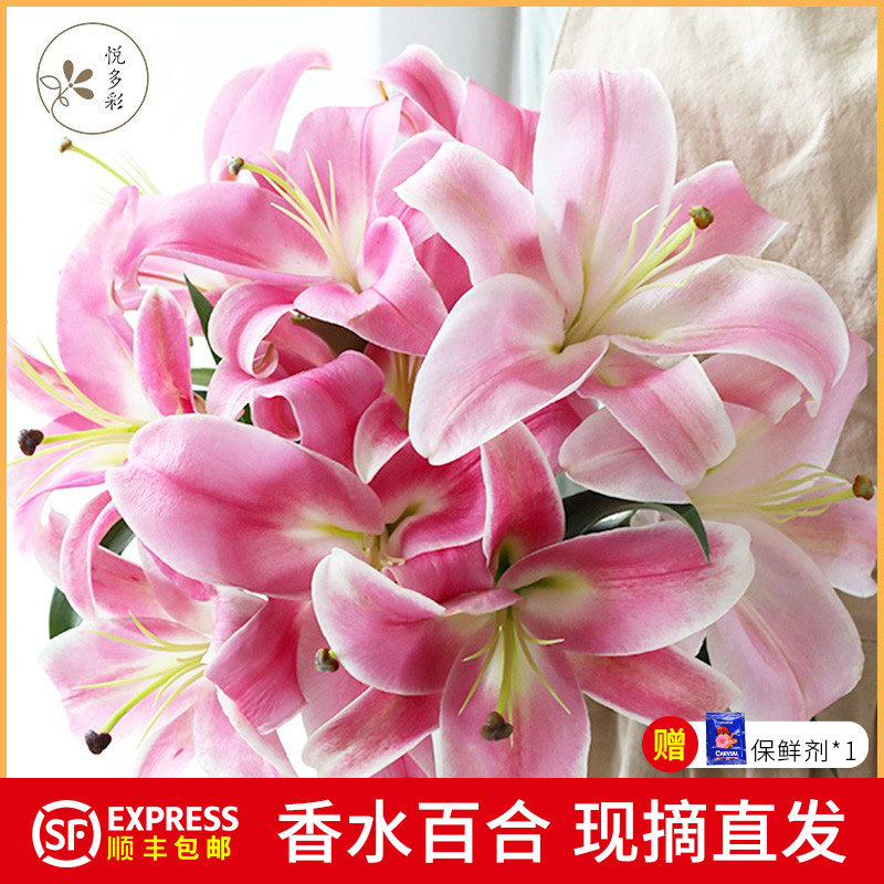 精挑百合云南基地现采顺丰直发