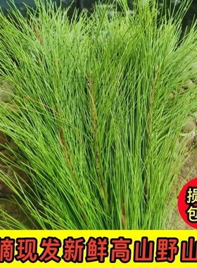 新鲜纯天然马尾松针叶松针茶高山老树松针现摘泡茶手工编织松树