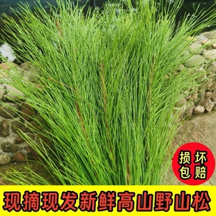 新鲜纯天然马尾松针叶松针茶高山老树松针现摘泡茶手工编织松树