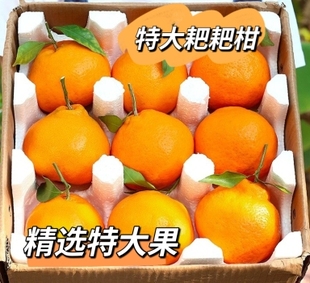 现摘现发薄皮耙耙柑四川浦江春见耙耙柑特大果新鲜当季水果正宗