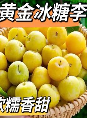 四川黄金汉源桃花李冰糖李玉皇李软糯纯甜现摘新鲜水果非脱骨李