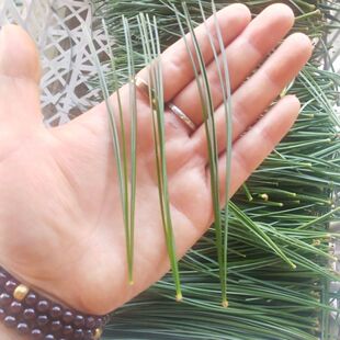 新鲜五针松针叶老树松针做酵素蒸包子泡酒五叶松针松树叶松针茶松