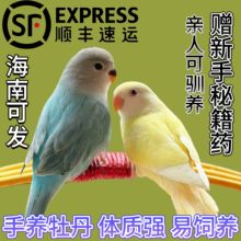 半毛雏鸟手养牡丹鹦鹉活鸟幼鸟黄桃绿桃日本桃蓝银松石伊莎家养