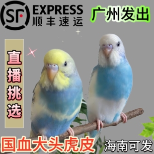 大头虎皮鹦鹉活鸟活物家养宠物鸟幼鸟手养幼鸟小鸟活体鸟