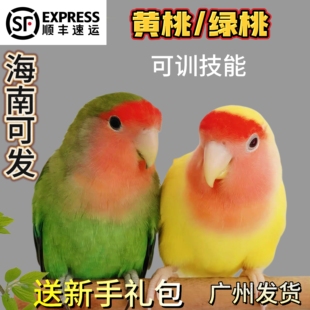 半毛手养牡丹雏鸟鹦鹉活鸟黄桃绿桃家养亲人宠物鸟幼鸟
