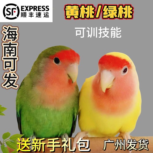 半毛手养牡丹雏鸟鹦鹉活鸟黄桃绿桃家养亲人宠物鸟幼鸟
