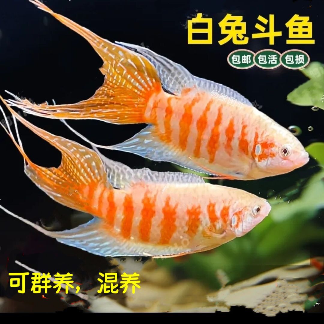 中国斗鱼澳火活体活鱼冷水观赏鱼
