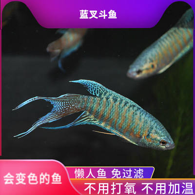 中国斗鱼蓝叉活鱼观赏鱼冷水鱼