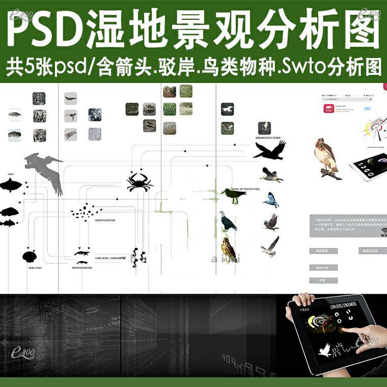 湿地公园景观竞赛风ps剖立面分析图psd分层素材滨水驳岸鸟类箭头