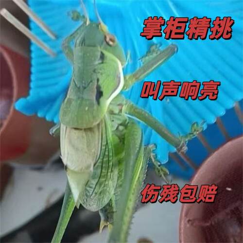 【新店开业】翡翠绿天津绿胶东绿大音量新脱蝈蝈精品活体鸣虫