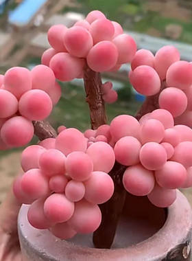 精品桃蛋多肉植物精控腰子蛋多头老桩套餐室内办公室桌面小盆栽