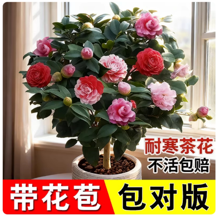 茶花香妃盆栽四季山茶花树苗开花桌面绿植