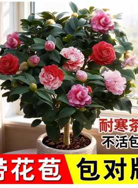 茶花香妃盆栽四季山茶花树苗开花卉好养活五色赤丹室内阳台绿植物