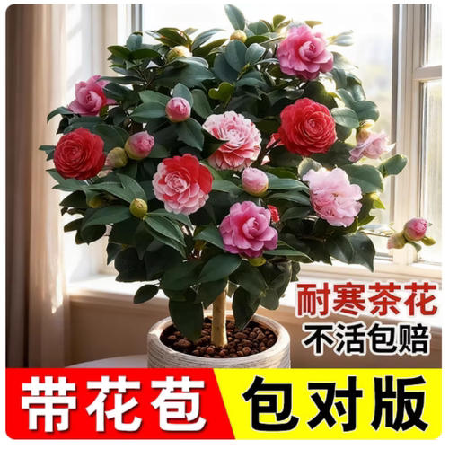 茶花香妃盆栽四季山茶花树苗开花卉好养活五色赤丹室内阳台绿植物