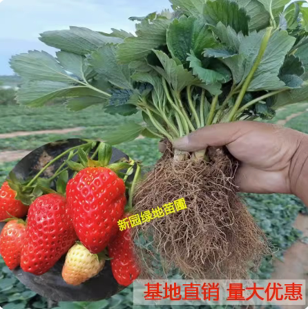 奶油草莓苗盆栽种籽子带盆带土红桌面绿植