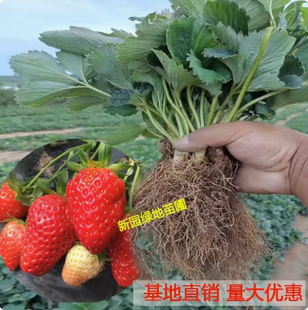 奶油草莓苗盆栽种籽子带盆带土红颜四季结果可食用阳台种植新秧苗