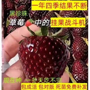 奶油草莓苗盆栽带土种籽子可食用红颜四季结果阳台种植新苗草莓秧