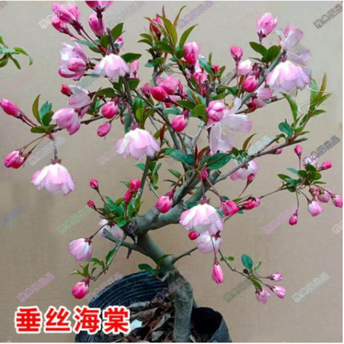 海棠花盆栽树苗四季开花重瓣长寿冠盆景老桩庭院植物室内花卉好养