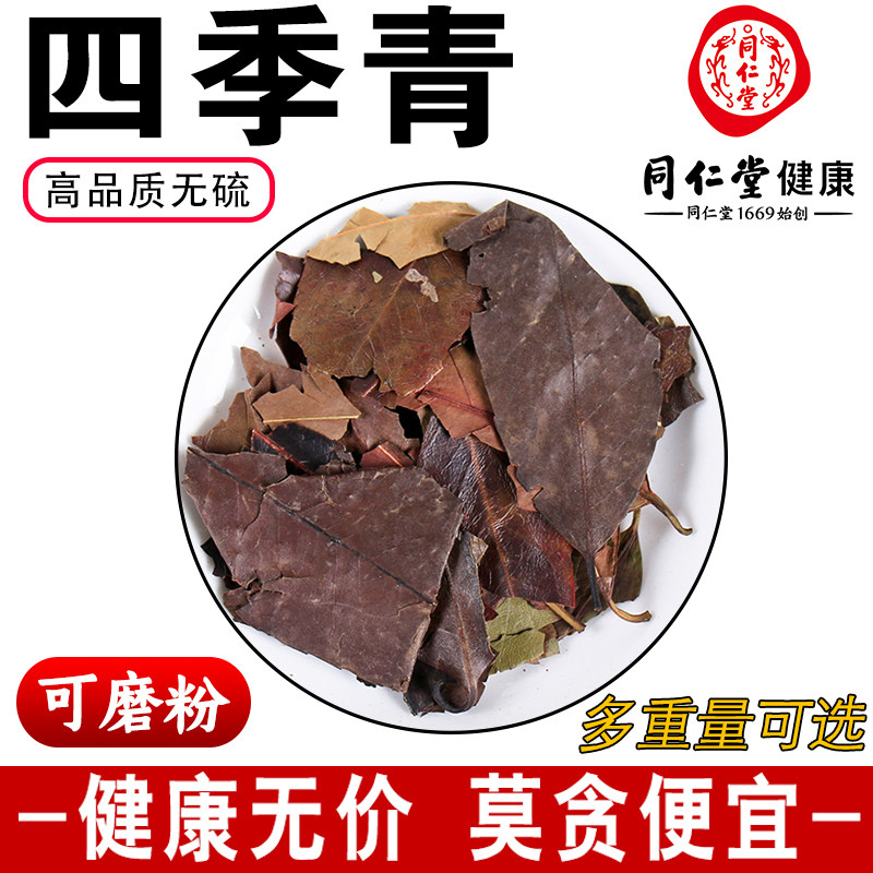 同仁堂四季青500克g中药材新货正品精选无硫红冬青叶树顶子可磨粉