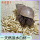 冻干虾寄居蟹粮食增色天然营养无添加饲料食物专用粮食爬宠乌龟