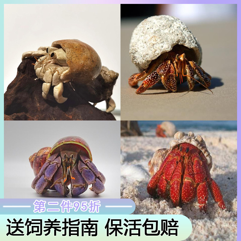 陆生寄居蟹宠物超大灰白深紫黑莓草莓短腕观赏寄居蟹小螃蟹家养