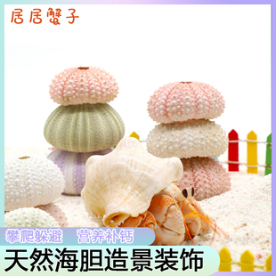 天然海胆造景 寄居蟹补钙可爱造景躲避粉色绿色可食用爬宠造景