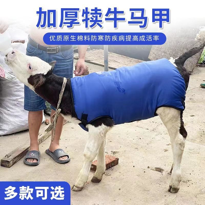 刚出生小牛衣服犊牛马甲保暖防寒