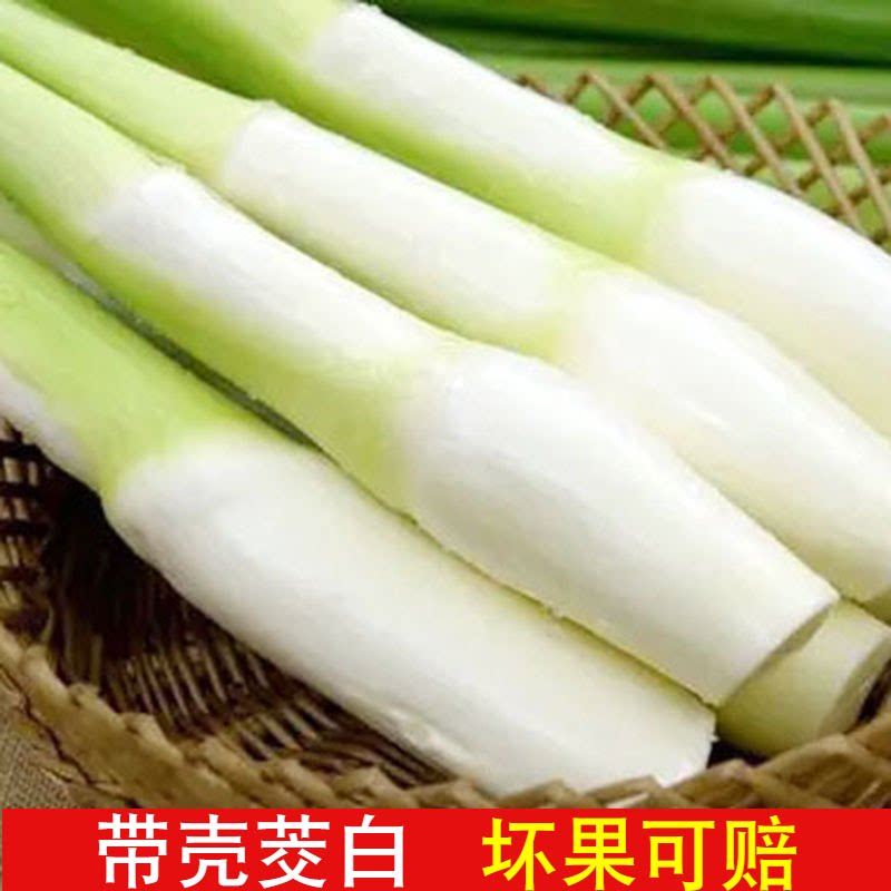 茭白新鲜现摘农家时令蔬菜茭儿菜酒店食材食谱高巴菰笋草安庆特产