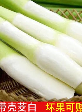 茭白新鲜现摘农家时令蔬菜茭儿菜酒店食材食谱高巴菰笋草安庆特产