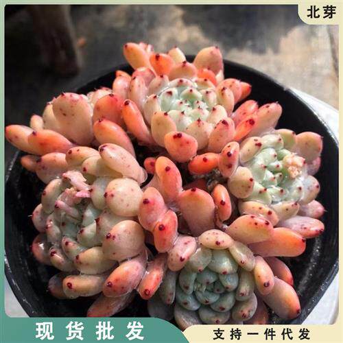 雪爪 多肉植物 盆栽绿植花卉盆花组合多肉办公室盆景满38包邮
