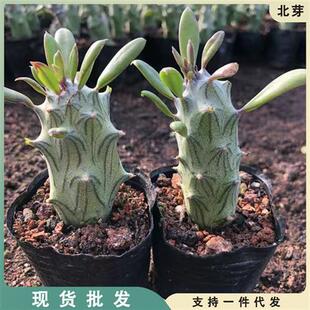 多肉不扎手普西利菊开花漂亮菊科无刺仙人柱仙人球多肉植物防辐射