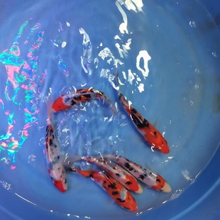 纯种日本大正三色锦鲤活体鱼苗风水鱼大部分地区满19元 观赏鱼 包邮