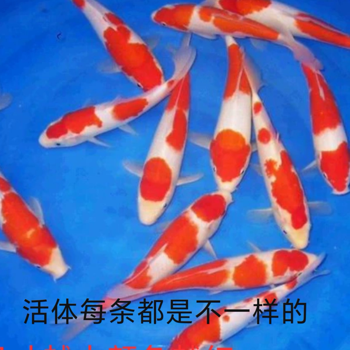 纯种日本红白锦鲤鱼除偏远区满13元包邮包活小鱼苗活体鱼冷水观赏