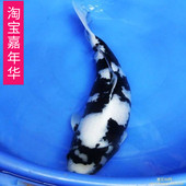 纯种日系大小白写锦鲤鱼活体鱼苗冷水鱼观赏鱼大部分地区 包邮 包活