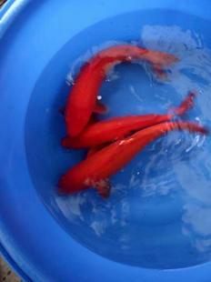 纯种红色火鲤活体鱼苗风水鱼大部分 包活冷水观赏招财活体群游 包邮