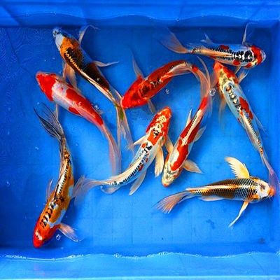 四条一组德系少磷辉龙银花锦鲤鱼包邮包活鱼苗观赏鱼招财风水镇宅