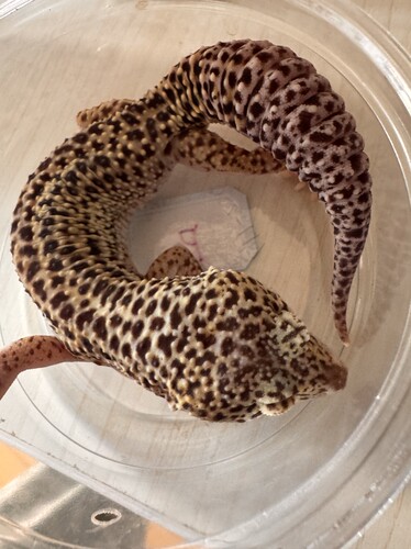 全品成体豹纹守宫儿童宠物温顺可爱可繁殖 顺丰包邮