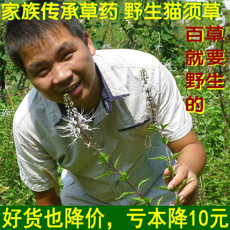 猫须草茶叶祛王qǜ湿茶猫须草痛野生风茶叶 猫须草新鲜晒干500g包