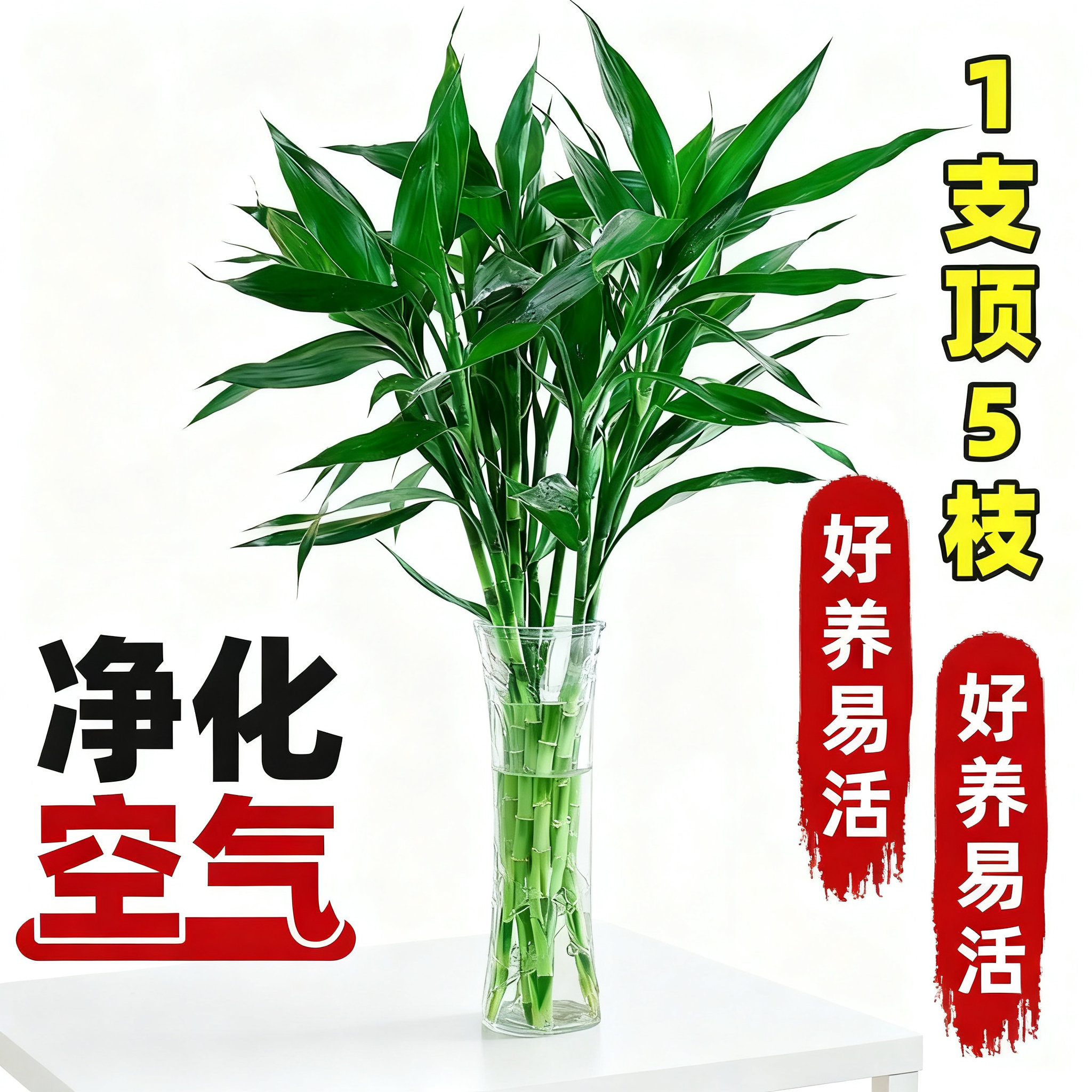 富贵竹平安盆栽水培水养绿植水养客厅室内吉祥招财绿竹转运粗竹