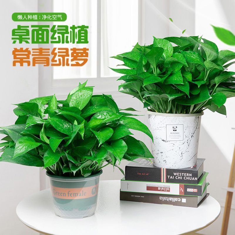 绿萝盆栽办公室内植物花卉家用客厅新房净化空气绿植水培好养绿箩图片